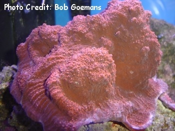 Montipora efforescens Photo Credit:Bob Goemans