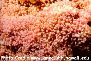  Montipora flabellata (Encrusting Coral, Blue Rice Coral)
