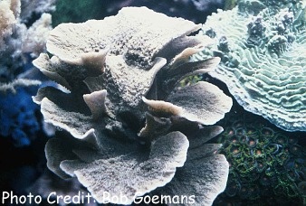  Montipora foliosa (Scroll Coral, Cabbage Coral)