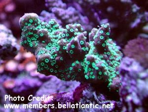  Montipora hispida (Column Montipora)