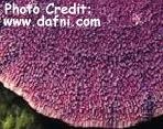  Montipora monasteriata (Plate Coral, Ridge Coral)