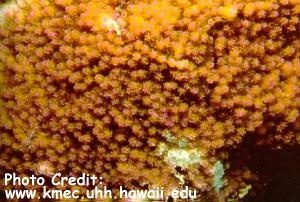  Montipora patula (Ringed Rice Coral)