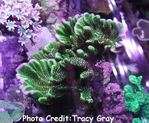  Montipora spongodes (Velvet Stone)