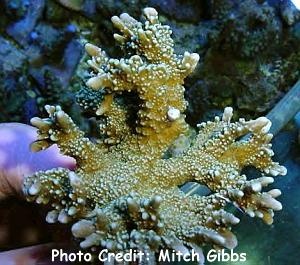  Montipora stellata (Velvet Branch Coral)