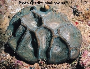  Moseleya latistellata (Maze Coral)