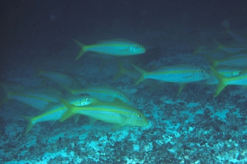  Mulloidichthys dentatus (Mexican Goatfish)