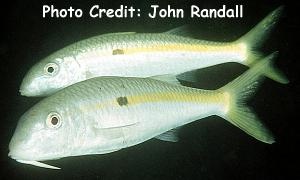  Mulloidichthys flavolineatus (Yellowstripe Goatfish)