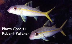  Mulloidichthys martinicus (Yellow Goatfish)