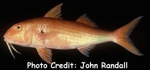  Mulloidichthys pfluegeri (Orange Goatfish)
