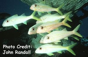  Mulloidichthys vanicolensis (Yellowfin Goatfish)