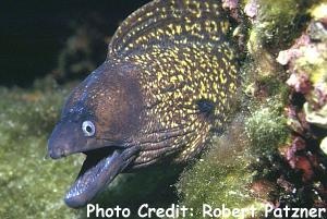  Muraena helena (Marbled Moray, Mediterranean Moray)