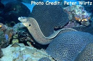  Muraena melanotis (Blackear Moray, Honeycomb Moray)