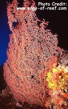  Muricella plectana (Knotted Sea Fan)