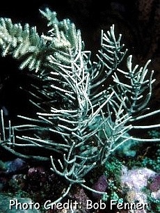  Muriceopsis flavida (Feather Gorgonian, Rough Sea Plume)