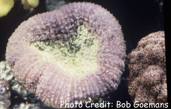  Mussa angulosa (Spiny Flower Coral)