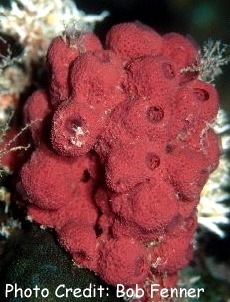  Mycale laxissima (Red Vase Sponge)