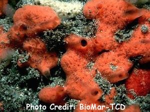  Mycale rotalis (Red Cushion Sponge)
