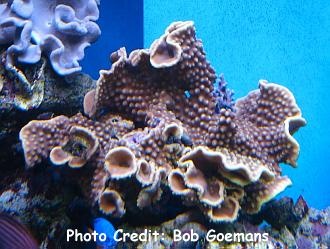  Mycedium elephantotus (Plate Coral, Green-eyed Cup Coral, Elephant Nose Coral, Peacock Coral)