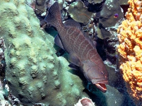  Mycteroperca acutirostris (Comb Grouper)