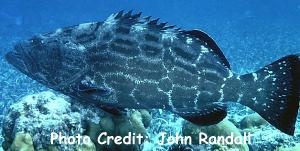  Mycteroperca bonaci (Black Grouper)