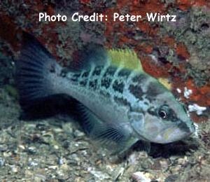  Mycteroperca interstitialis (Yellowmouth Grouper)