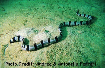  Myrichthys colubrinus (Harlequin Snake Eel, Banded Snake Eel)