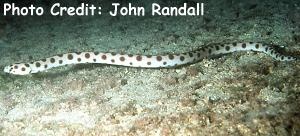  Myrichthys maculosus (Tiger Snake Eel)