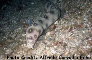  Myrichthys ocellatus (Goldspotted Snake Eel)