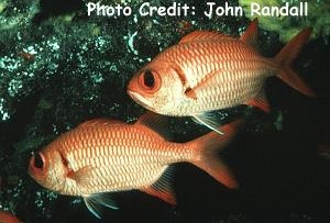 Myripristis amaena (Brick Soldierfish, Black Soldierfish)
