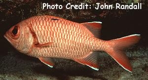  Myripristis berndti (Bigscale Soldierfish, Blotcheye Soldierfish)