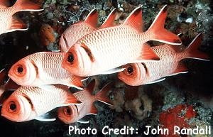  Myripristis botche (Blacktip Squirrelfish, Finspot Squirrelfish)