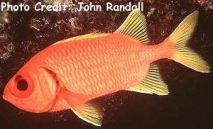  Myripristis chryseres (Yellowfin Soldierfish)
