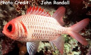  Myripristis hexagona (Doubletooth Soldierfish)