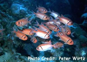  Myripristis jacobus (Blackbar Soldierfish)