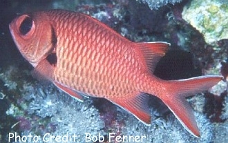  Myripristis murdjan (Red Soldierfish, Crimson Soldierfish, Pinecone Soldierfish)