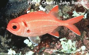  Myripristis pralinia (Scarlet Soldierfish)