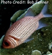  Myripristis violacea (Violet Soldierfish, Orangefin Soldierfish)