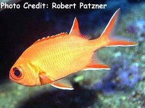  Myripristis vittata (Whitetip Soldierfish)