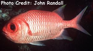  Myripristis xanthacra (Yellowtip Soldierfish)