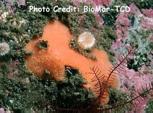  Myxilla fimbriata (Orange Cushion Sponge)