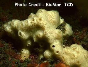  Myxilla incrustans (Encrusting Sponge)