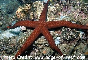  Nardoa galatheae (Galathea Sea Star, Brown Mesh Sea Star)