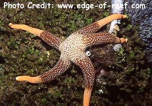  Nardoa novaecaledoniae (Yellow Mesh Sea Star, Peach Tip Sea Star)