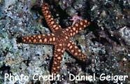  Nardoa rosea (Spotted Star)