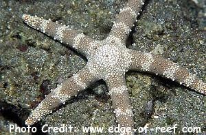  Nardoa tuberculata (Mottled Sea Star, Warty Sea Star)