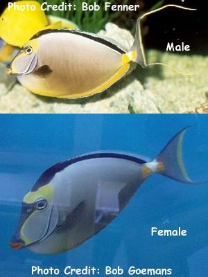  Naso lituratus (Lipstick Tang, Orange-spine Naso, Blond Naso)