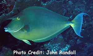  Naso unicornis (Bluespine Unicornfish)