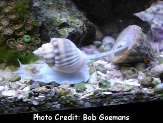  Nassarius arcularius (Mud Snail, Nassarius Snail)