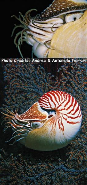  Nautilus pompilius (Chambered Nautilus)