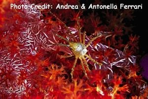  Naxiodes taurus (Horned Decorator Crab)